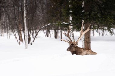Geyik ormanın ortasında yatıyor. Güneşli kış günü.