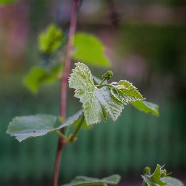 Brindille de raisin au printemps — Photo