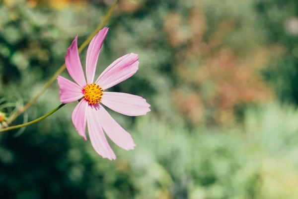 Cosmos çiçek Bipinnatus