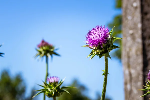 Silybum marianum flower