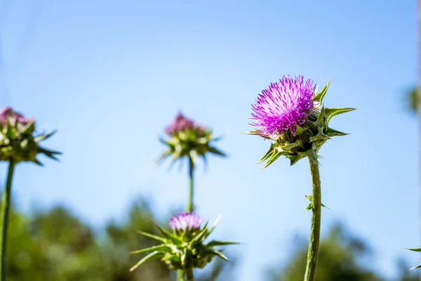 Silybum marianum flower