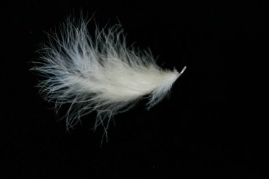 White feather on a black background clipart