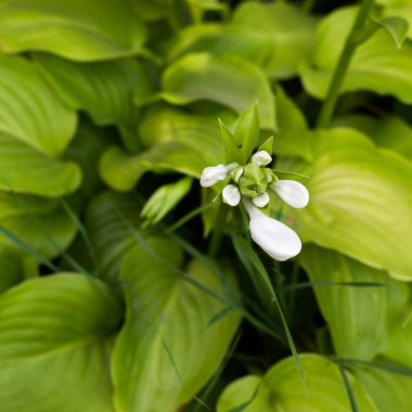 Güzel beyaz çiçekler ana duvara karşı