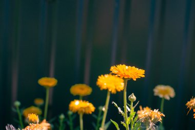 Metal zemin üzerine sarı tanzimi.