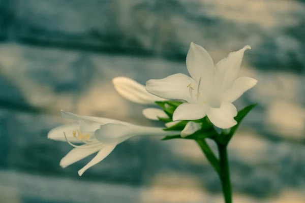 Güzel beyaz çiçekler ana duvara karşı