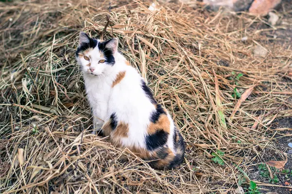 warrantable, zencefil kedi fare saman içinde avlanıyor..