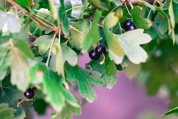 parlak çilek böğürtlen dal