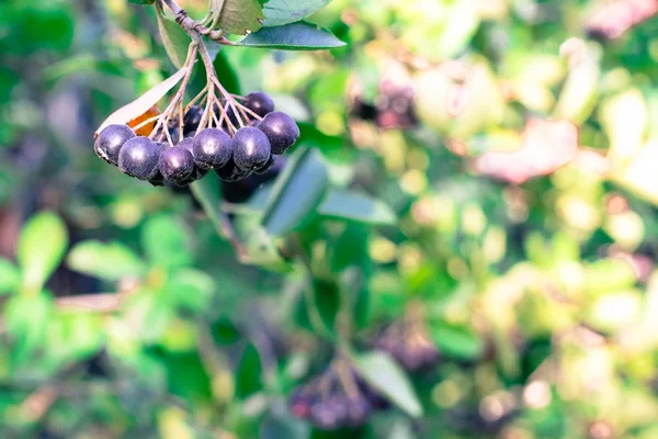çilek chokeberry dalı