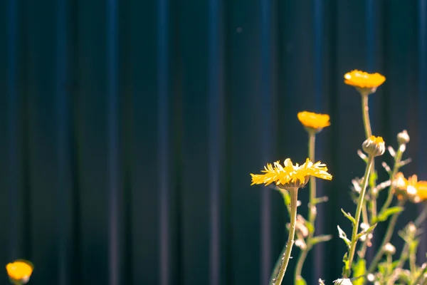 Metal zemin üzerine sarı tanzimi.