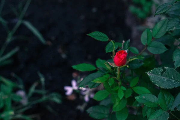 Genç kırmızı gül bud bulanık doğal yeşil arka plan üzerinde