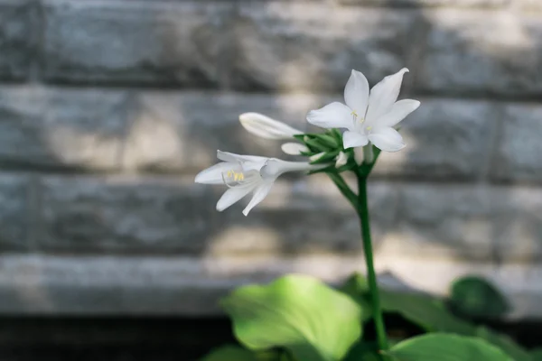 Güzel beyaz çiçekler ana duvara karşı