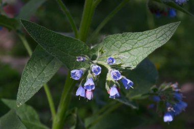 Çan şeklindeki çiçekli mavi çiçek spike 