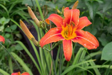 Bahçe içinde güzel tiger zambaklar