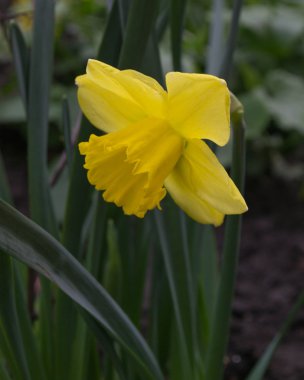 Nergis Narcissus sarı çiçek çiçeklenme 
