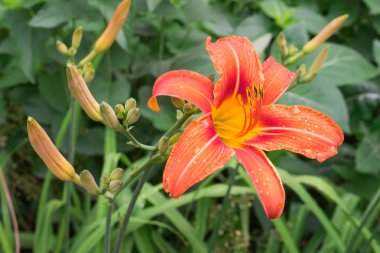 Bahçe içinde güzel tiger zambaklar