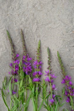 kum çerçevede bir menekşe çiçeği