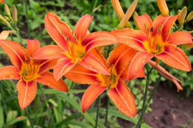 Bahçe içinde güzel tiger zambaklar