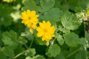 Büyük kırlangıçotu parlak sarı çiçek