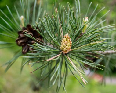 Koniler ile konservesi çam dalı