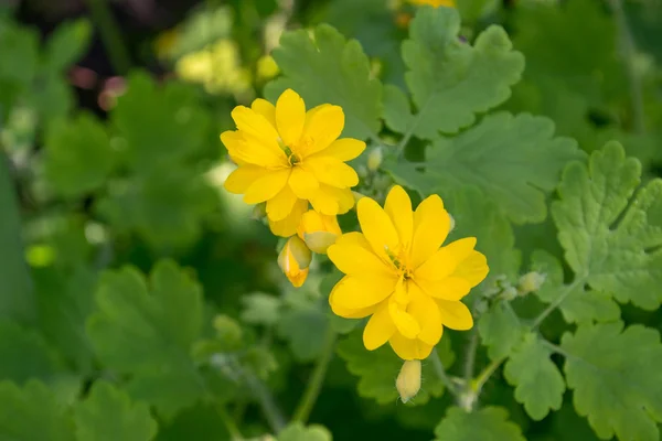 Klargula blommor av större svalört — Stockfoto