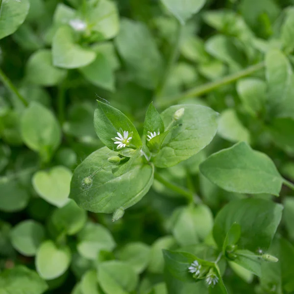 Küçük beyaz çiçek Stellaria medya