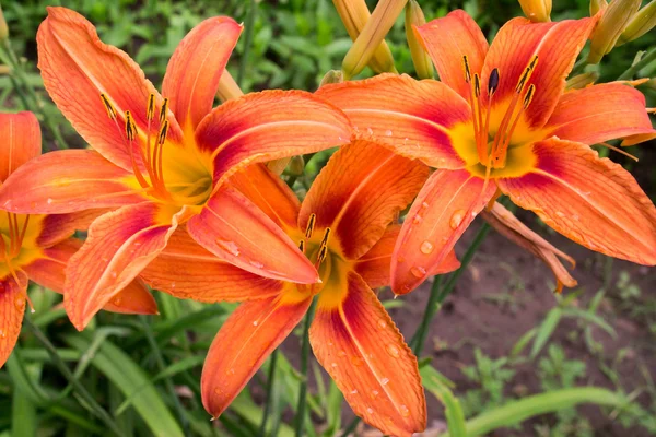 Bahçe içinde güzel tiger zambaklar