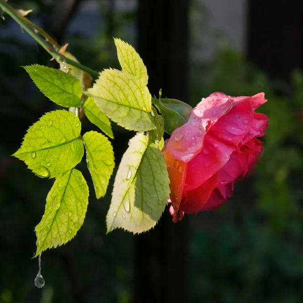 damla çiy çiçek gül