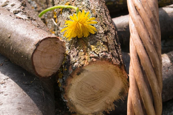 Yeşil çimenlerin üzerinde yakacak odun sepet dışında. çiçek karahindiba