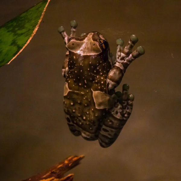 Großer khakifarbener Frosch im Becken — Stockfoto