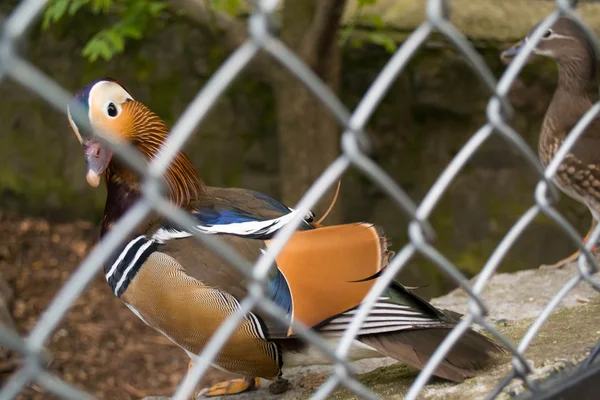 bir büyük kuş kafesi içinde güzel drake Mandarin ördeği