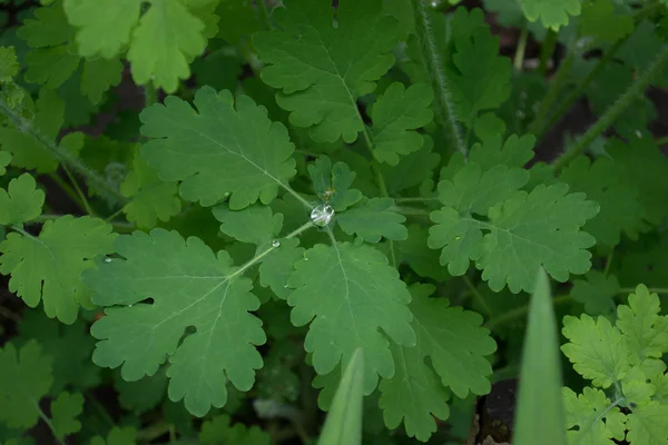 Çiğ yaprakların üzerine damlacık