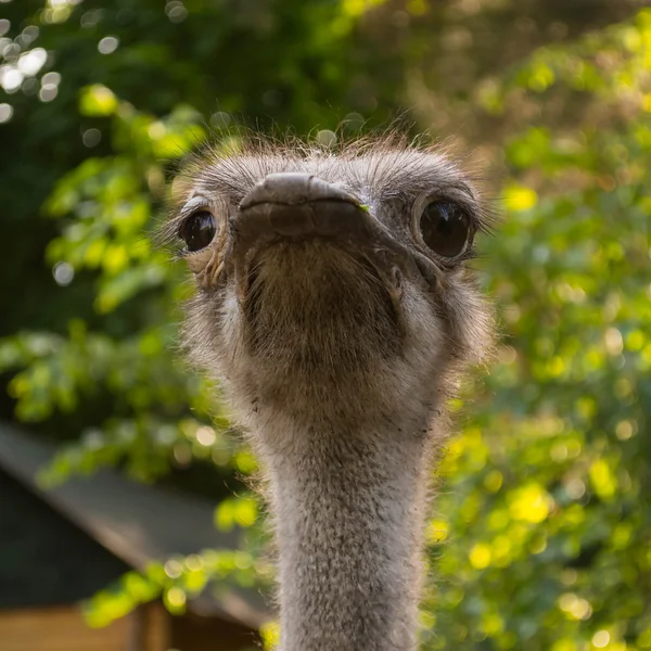 Devekuşu portre yeşil yaprakları arka plan üzerinde