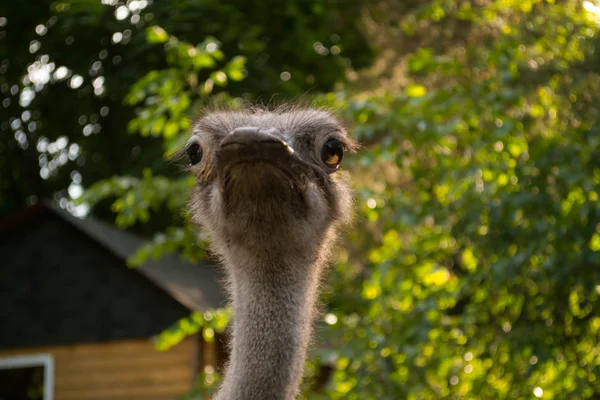 Devekuşu portre yeşil yaprakları arka plan üzerinde