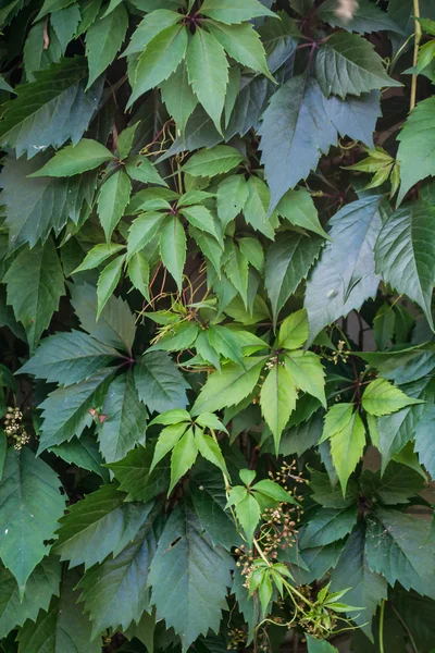 bir tuğla duvar üzerinde büyüyen sarmaşık