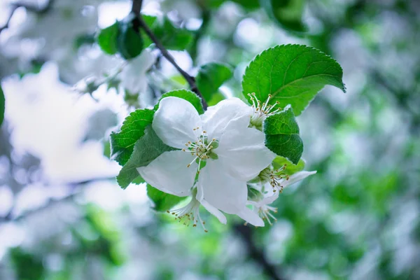 bahar beyaz elma çiçeği 