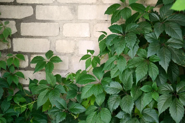 bir tuğla duvar üzerinde büyüyen sarmaşık