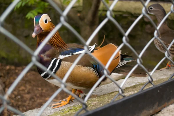 bir büyük kuş kafesi içinde güzel drake Mandarin ördeği