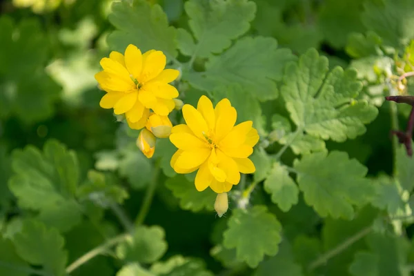 Heldere gele bloemen van grotere stinkende gouwe — Stockfoto