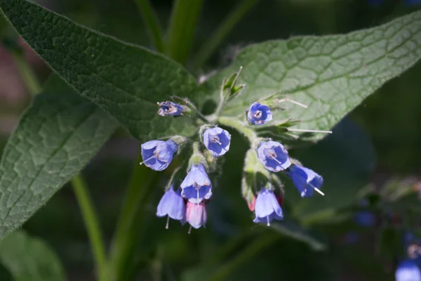 Блакитна квіткова шипа з дзвіночкоподібними квітами — стокове фото