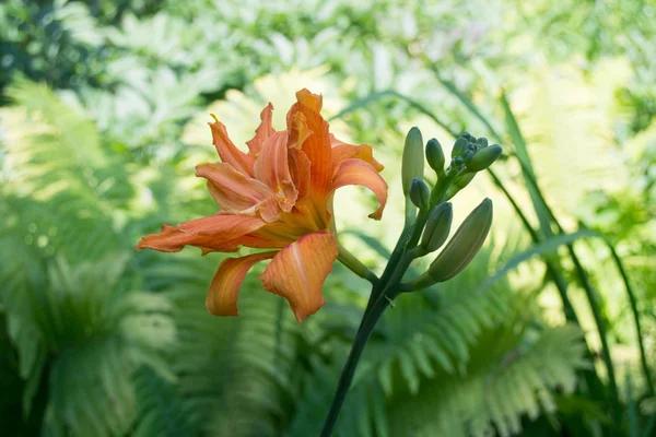 Bahçe içinde güzel tiger zambaklar