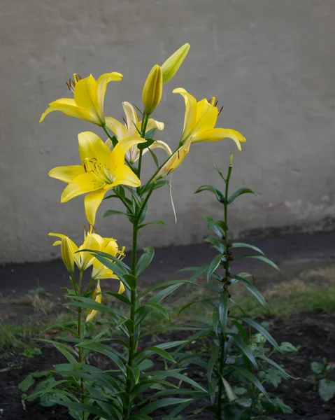 Bahçe içinde güzel tiger zambaklar