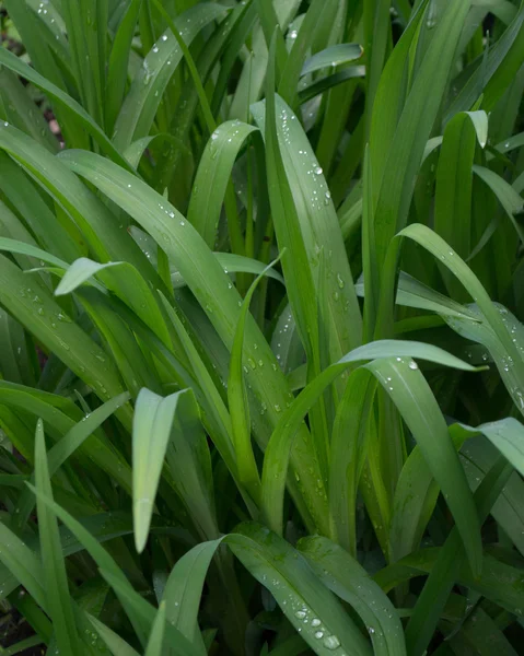 Çiğ yaprakların üzerine damlacık