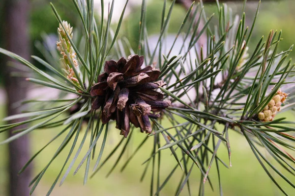Koniler ile konservesi çam dalı
