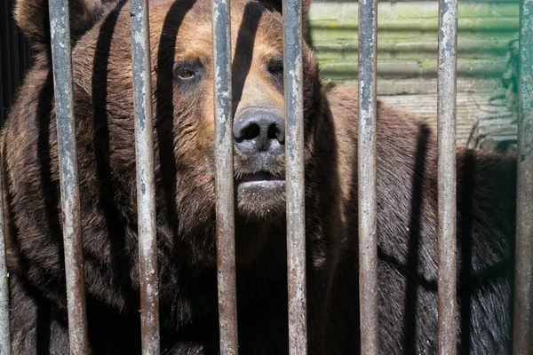 活熊背后网格的一个笼子里 免版税图库照片