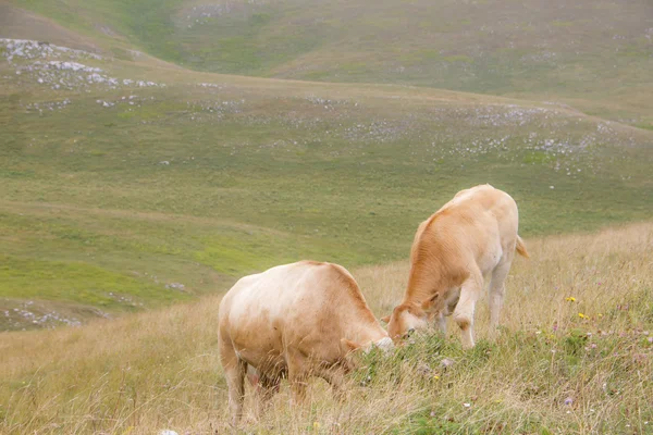 Duas vacas vermelhas jovens pastando — Fotografia de Stock