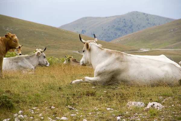 Eine Gruppe von Stieren und Kühen in der Natur Stockbild