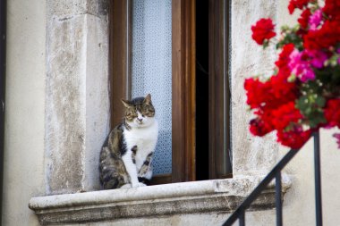 Bir pencere üzerinde oturan kedi