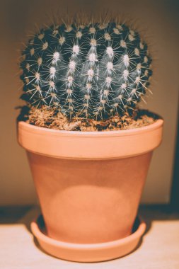 Tenceredeki güzel kaktüs