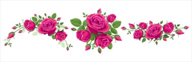 Bir buket gül. Vektör illüstrasyon, yapraklı beyaz arka planda 3 buket pembe gül. Çelenk, çelenk, sınır, bir sürü güzel çiçek. Sıcak pembe, bordo, yakut kırmızısı renkler