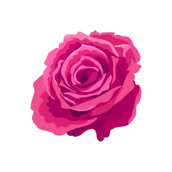 粉红的背景是白色的 一个孤立的花朵的矢量图解 玫瑰花蕾 花瓣郁郁葱葱 植物图案 玫瑰花是一种设计元素 — 图库矢量图片